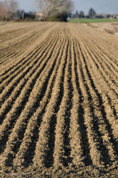 Campi coltivati nella pianura del Valdarno inferiore
