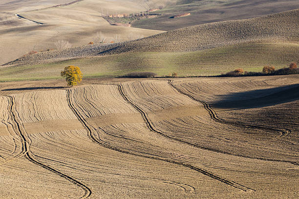 Campagna coltivata nella pianura del Valdarno inferiore