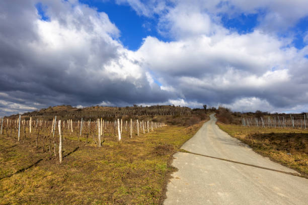 Strada di campagna tra i filari nel Valdarno